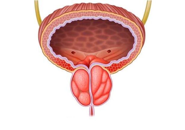 Behandlung von Prostatitis bei Männern